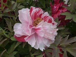 牡丹花