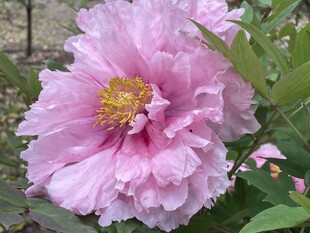 牡丹花