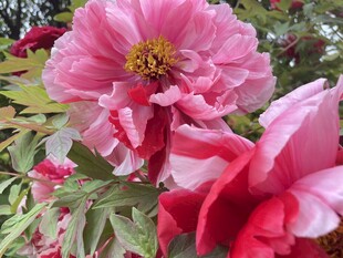牡丹花
