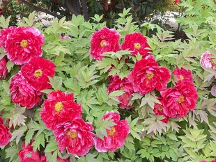 牡丹花