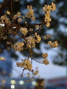 小花一朵朵