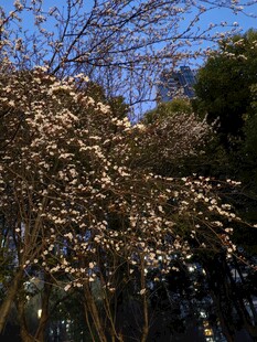 暮色中的小花