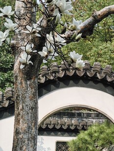 玉兰