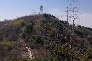 北京八大处虎头山野山