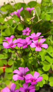 醋浆草花 