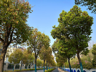 春天的小路