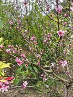 桃花树