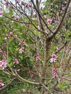 桃花树