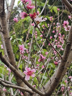 桃花树