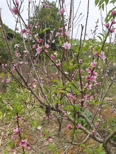 桃花树