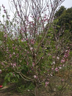 桃花树
