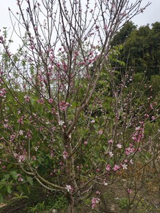 桃花 桃树
