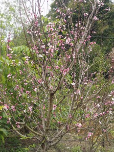 桃花桃树