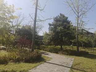 绿色公园