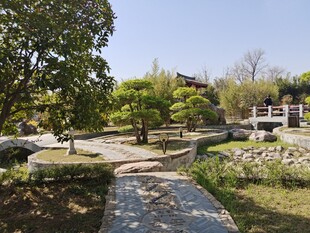 公园的绿植