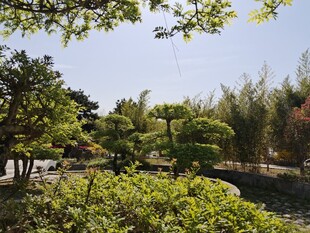 公园的绿植