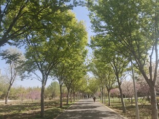 路边绿树