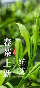 春茶上市