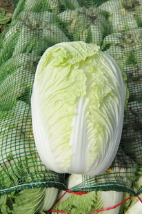 大白菜摄影