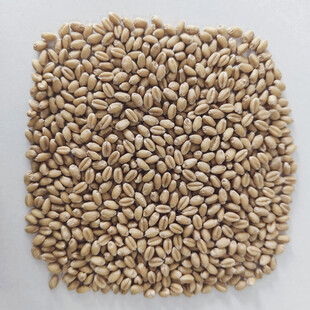 麦粒