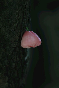 粉色莲雾