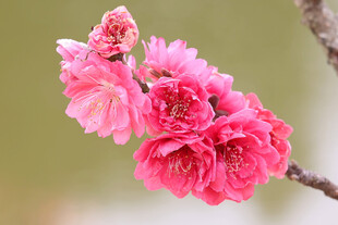 桃花盛开