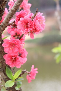 桃花满枝头