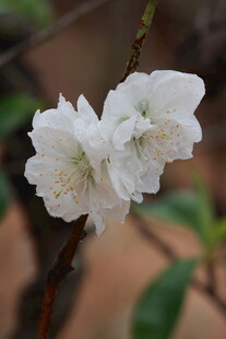 雨后白色桃花