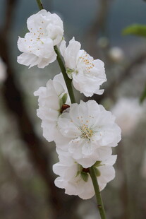 唯美白色桃花