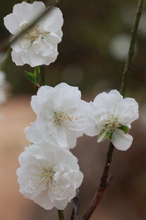桃花朵朵开