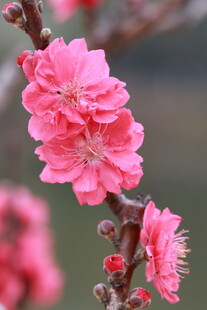 春天桃花开