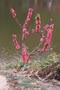 一树桃花