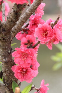  桃花绽放