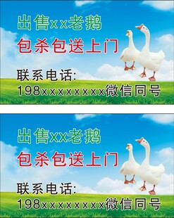 家禽家鹅出售名片