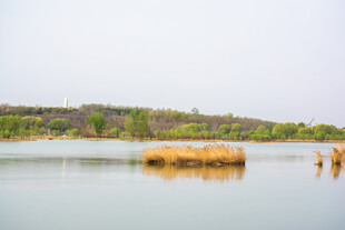 生态湿地