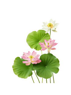荷花荷叶免抠图素材