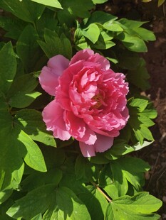 牡丹花卉 