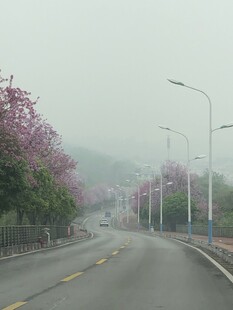 柳州紫荆花