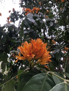 无忧花