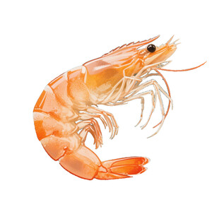 手绘虾 插画虾