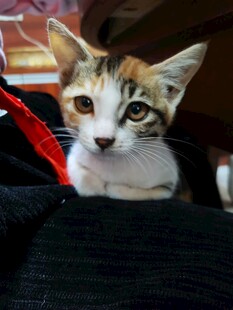 小猫咪