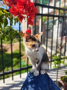 猫