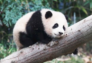 憨态熊猫趴于木枝上