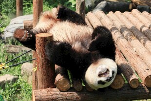 熊猫惬意躺木架享悠闲时光