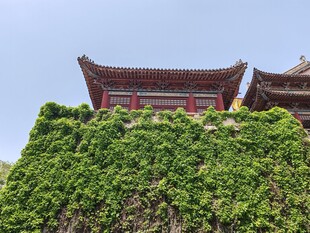 城墙绿植