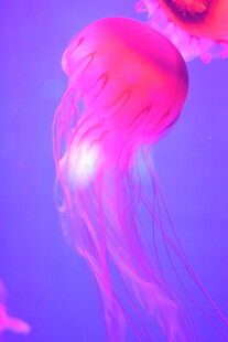 水母