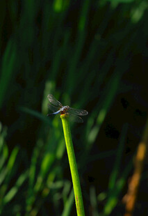 蜻蜓轻舞幽梦