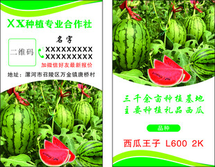 西瓜名片
