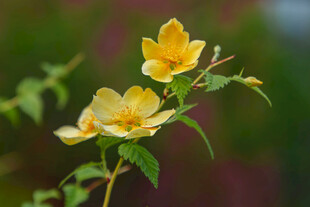小黄花