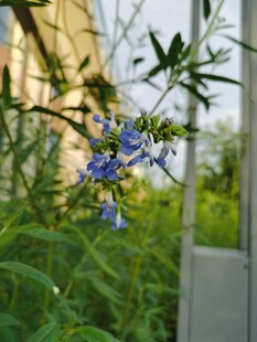 蓝色小花